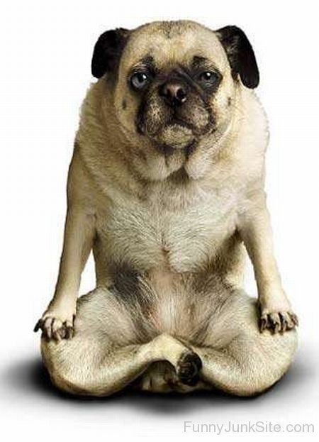 Funny Dog Meditation