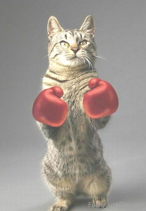 I Am Boxing Cat