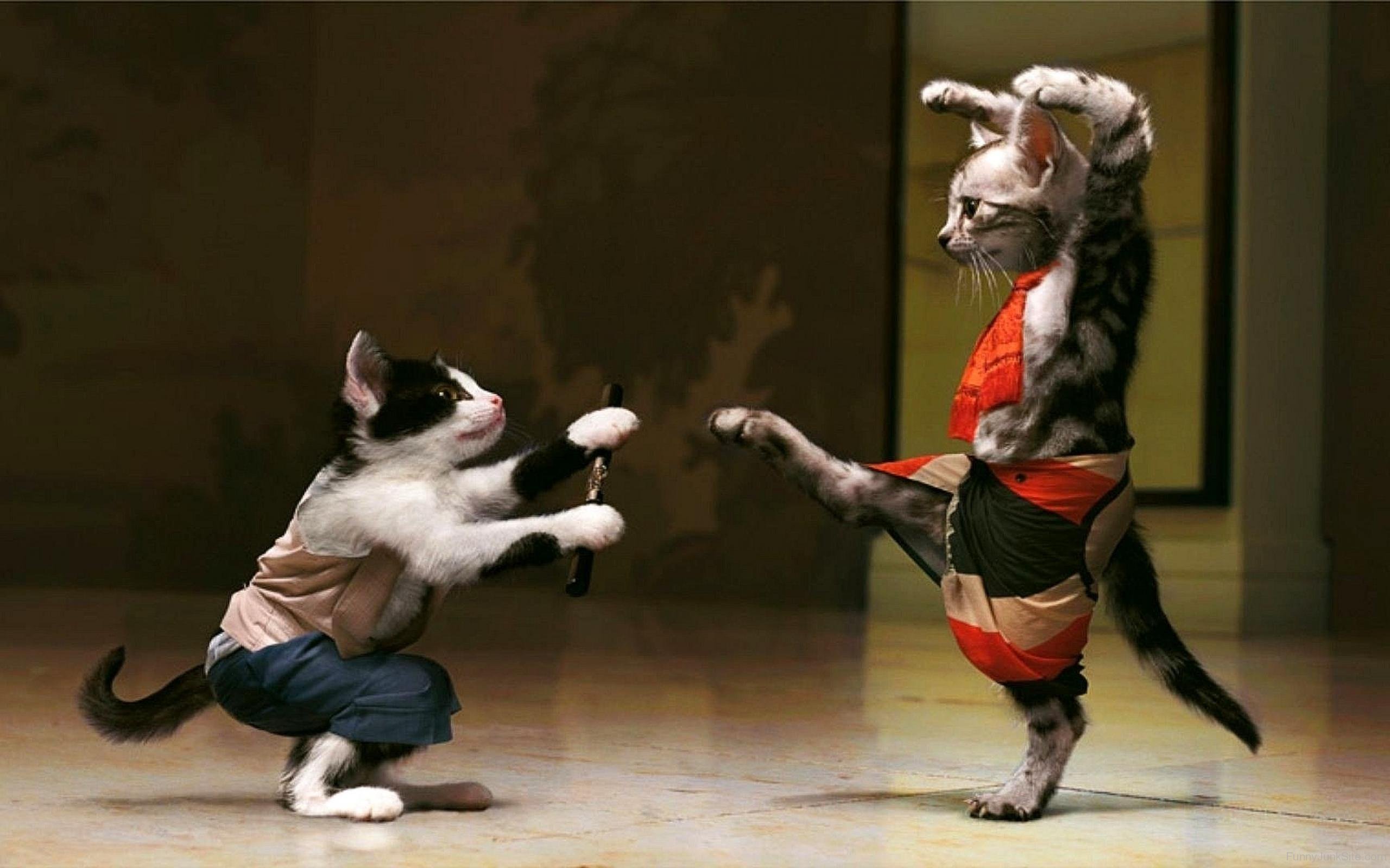 Kung Fu Cats.