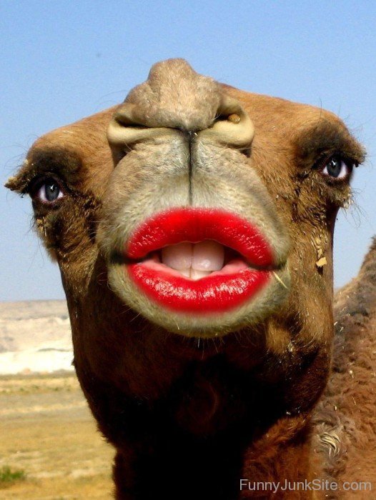 Lady Camel