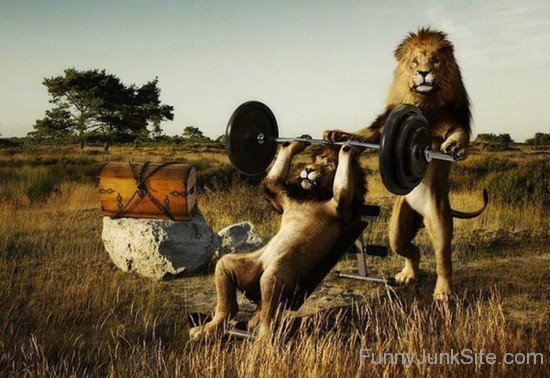 Lion Gym
