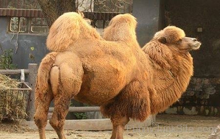 New Version Of Camel