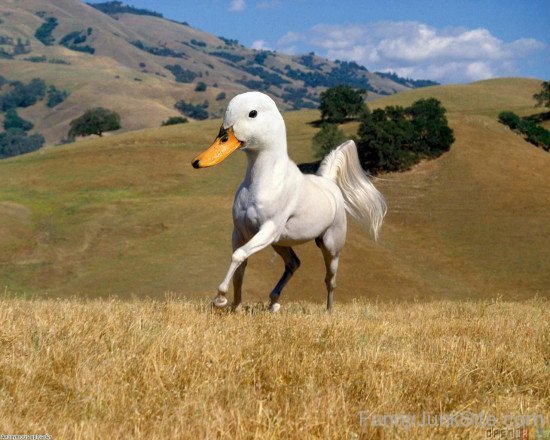 Racing Duck Horse