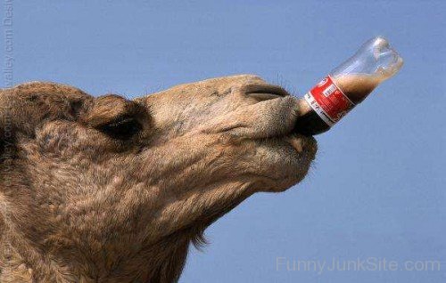 This Camel is Drinking Coke
