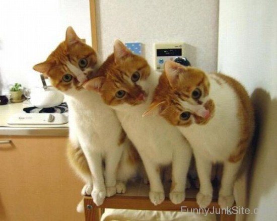 Three Funny Cats