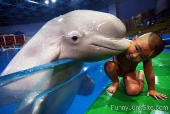 Four year old Chinese Boy Swims With Beluga Whale