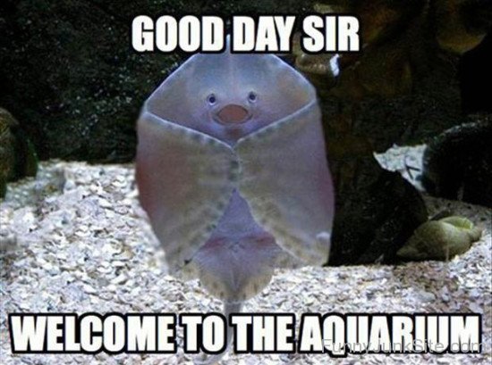Welcome To The  Aquarium