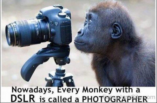 Chimpanzee Photography Funny Meme