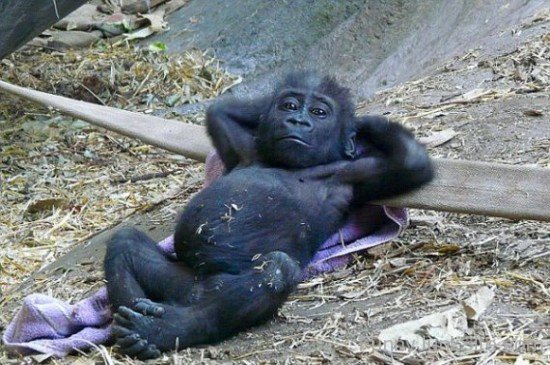 Chimpanzee Rest Time Boss