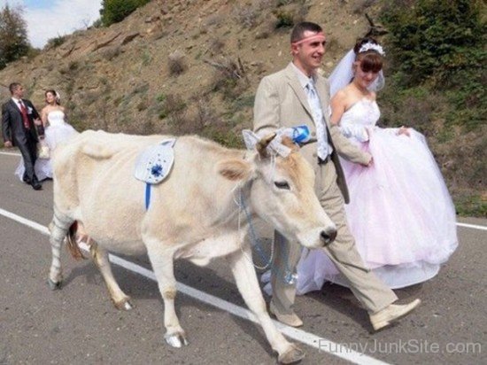Cow With Wedding Couple Funny Photo
