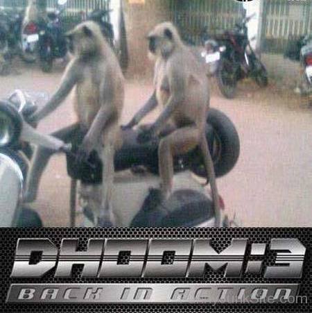 Dhoom 3 Back In Action Funny Monkey Picture
