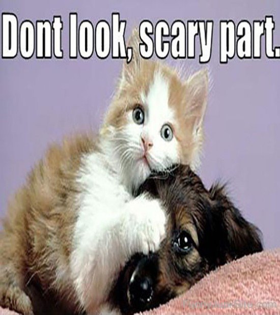 Dont Look Scary Part Funny Animal Photo