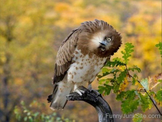 Flexible Neck Owl