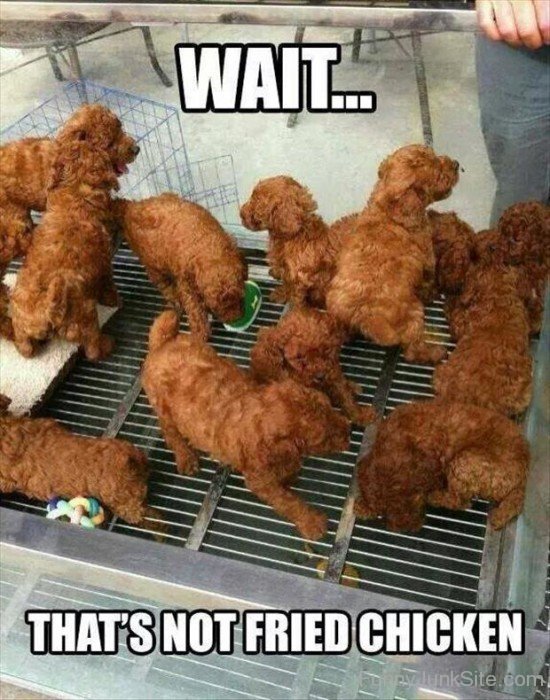 Fried Chicken Funny Photo
