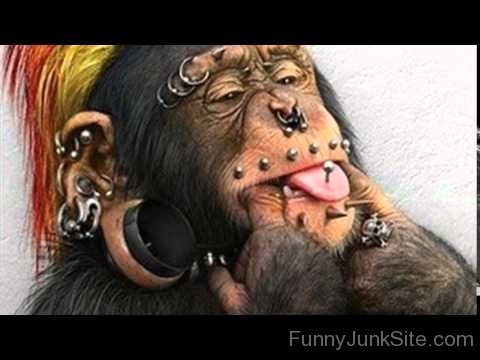 Funky Chimpanzee Funny Photo