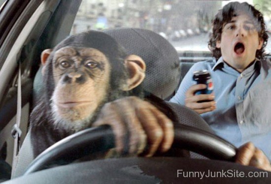 Funny Chimpanzee Driver