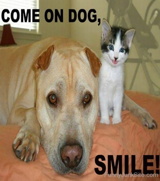 Funny Come On Dog Smile