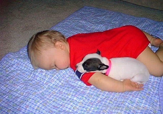 Funny Dog Sleeping With K