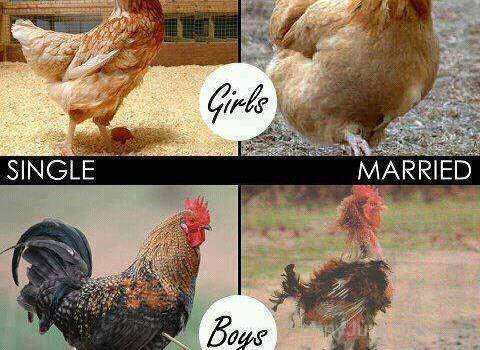 Funny Single Married Chicken