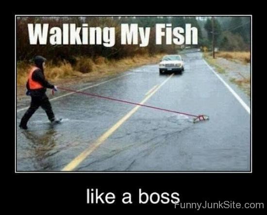 Funny Walking Fish Like A Boss