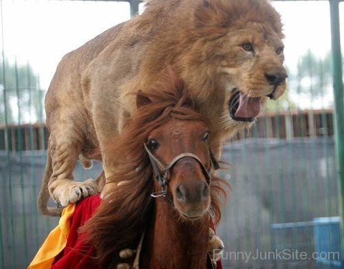 Funny Brave Horse And Lion Photo