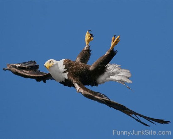 Fuuny Eagle