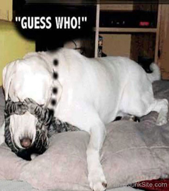 Guess Who Funny Dog
