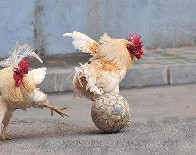 Hen Playing Football