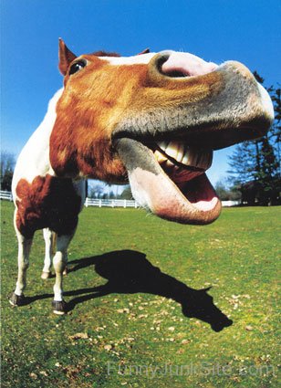 Horse Selfie Image