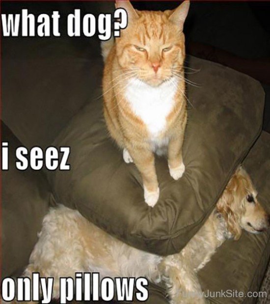 I Seez Only Pillows Funny Cat Photo
