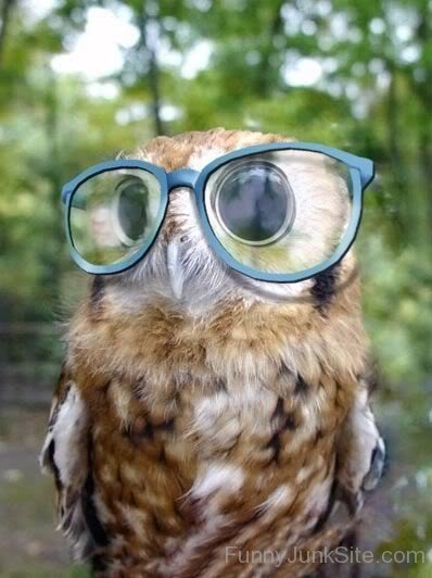 Owl Wearing Big Goggles