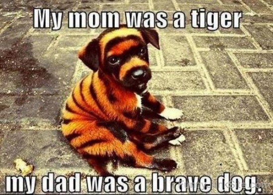 Tiger And Brave Dog
