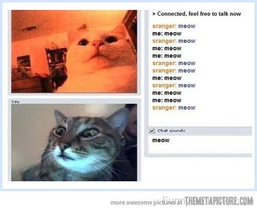Cat Chat Room