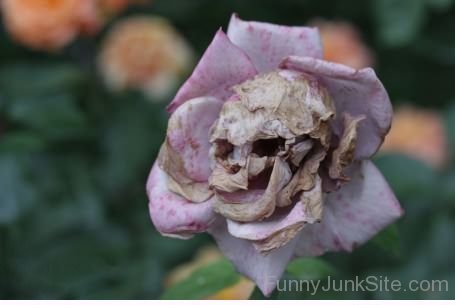 Death Flower