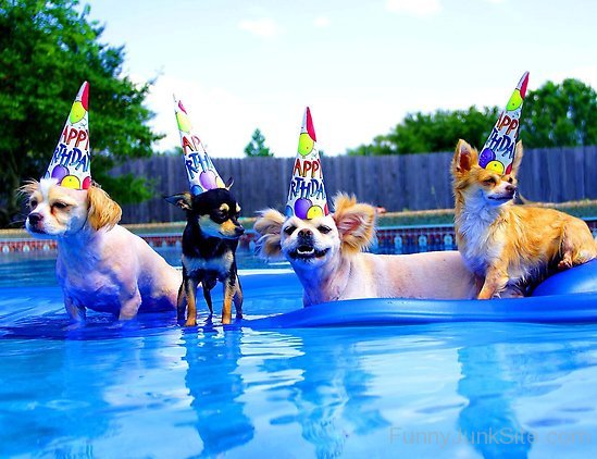 Dog Cool Party