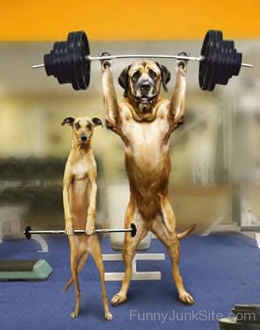 Dogs In Gym