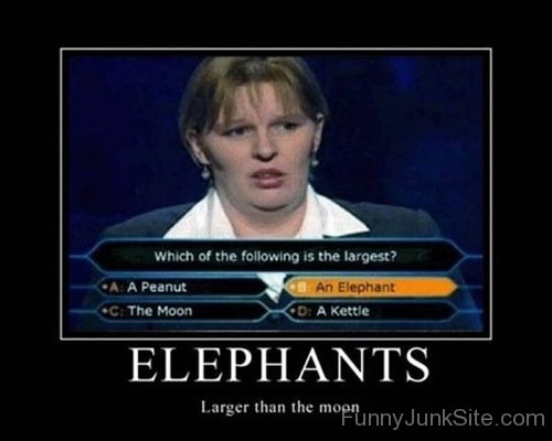Elephants Funny Poster