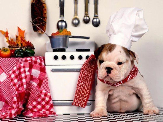 Funny Dog Chef