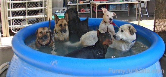 Funny Dog Pool Party