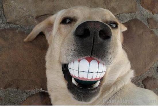 Funny Dog Teeth