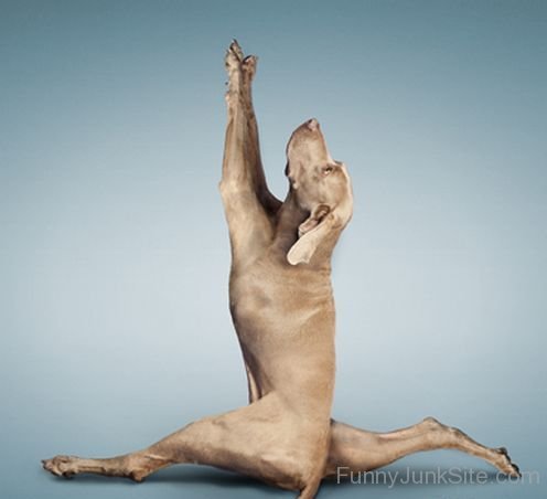 Funny Dog Yoga