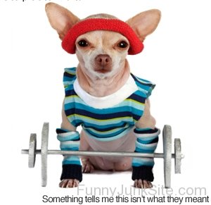 Funny Gym Dog
