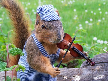 Funny Squirrel Playing Violin