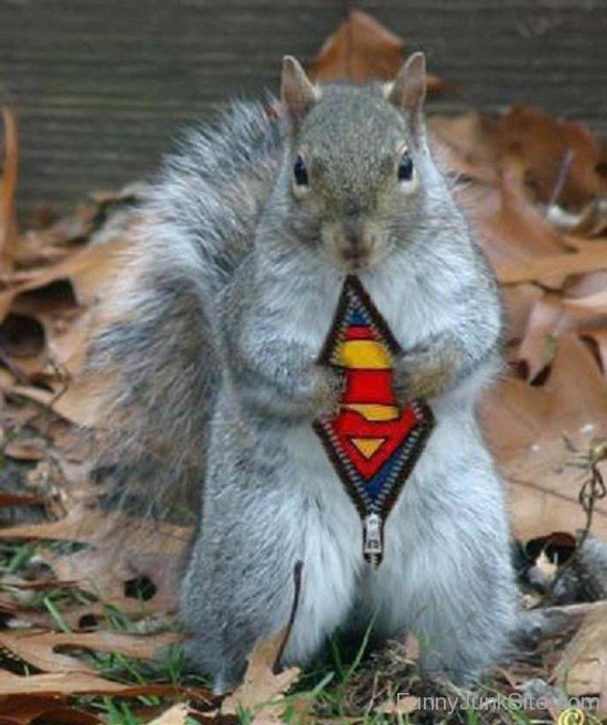 Funny Superman Squirrels