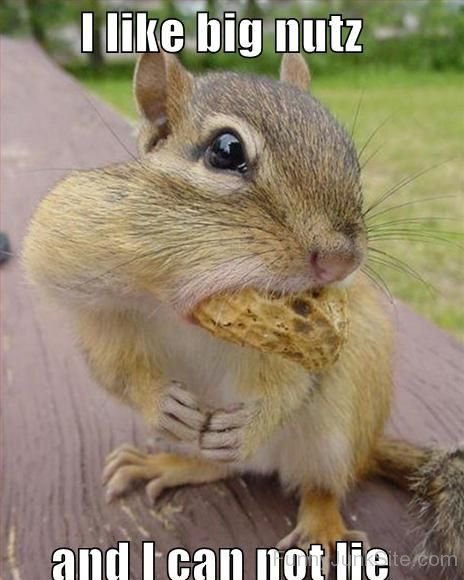 I like Big Nuts