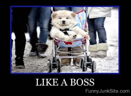 Like A Boss Funny Poster