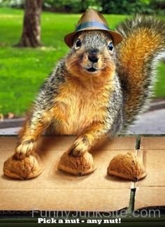 Pick A Nut