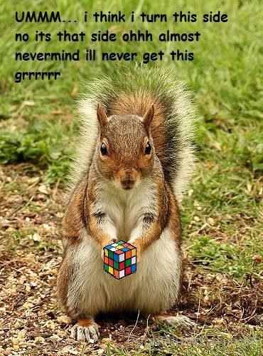 Rubiks Squirrel