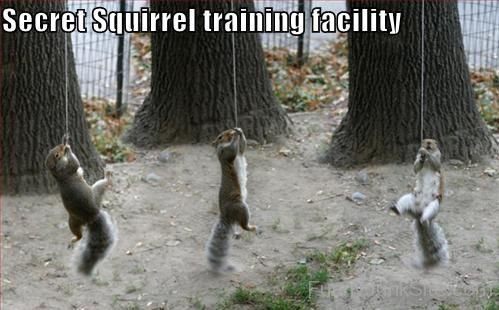 Secret Squirrels Training Facility