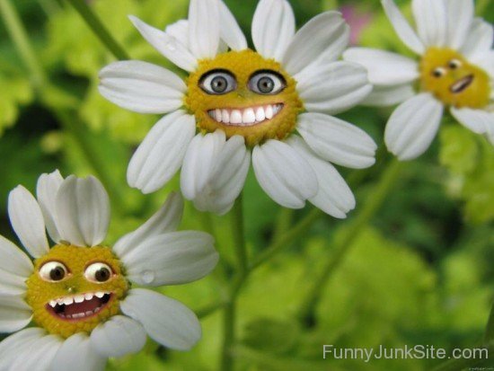 Smiling Flowers